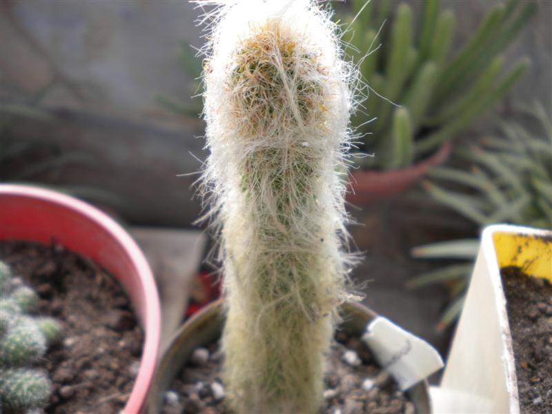 [ECHINOCEREUS+SP..JPG]