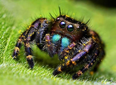 cute+animals+spiders+(5).jpg