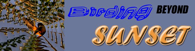 Birding beyond Sunset