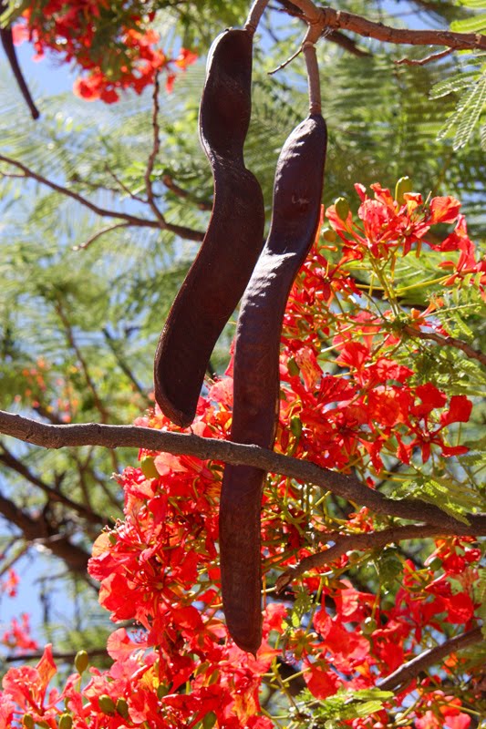 [IMG_0069_Flambo.jpg]