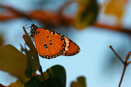 [IMG_2468_Kazii.jpg]