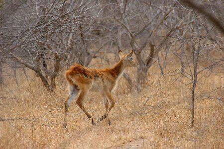 [IMG_3318_LochinvarLechwekalb.jpg]