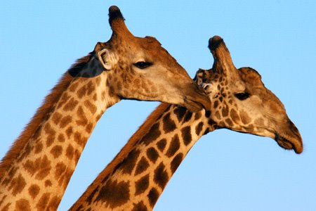 [IMG_3063_ChobeGirs.jpg]