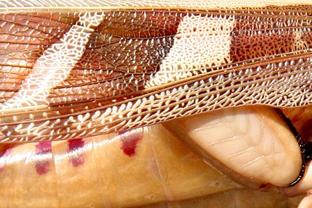 [IMG_3870_D1_Kasanka.jpg]