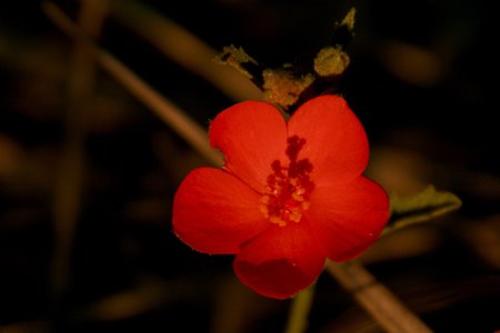 [IMG_5058_ToMutinondo.jpg]