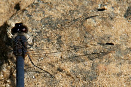 [IMG_5222_Mutinondo_25+01-58-21.jpg]