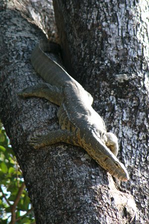 [IMG_5409_SouthLuangwa28.jpg]