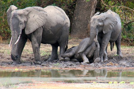 [IMG_5490_SouthLuangwa28.jpg]