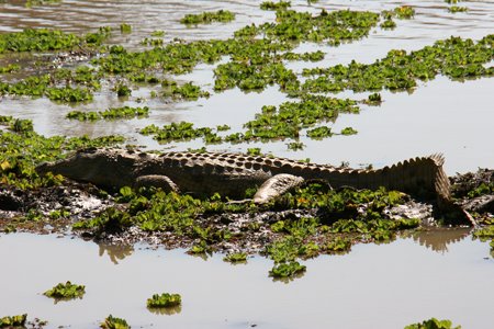 [IMG_5859_SouthLuangwa30.jpg]