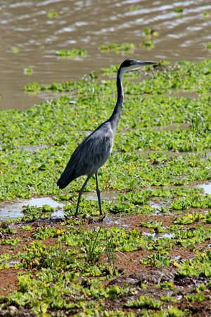[IMG_5860_SouthLuangwa30.jpg]