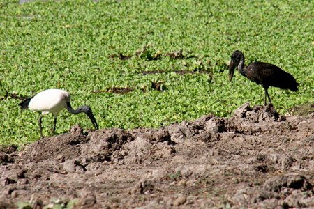[IMG_5792_SouthLuangwa30.jpg]