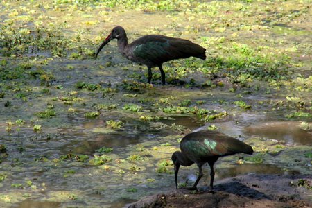 [IMG_5903_SouthLuangwa30.jpg]