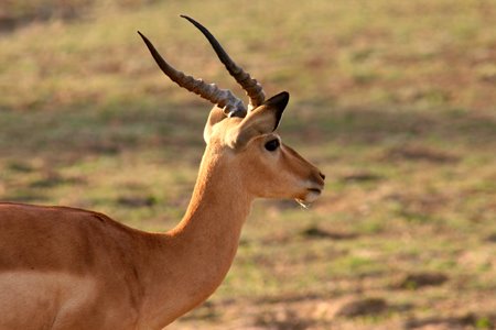 [IMG_5929_SouthLuangwa30.jpg]