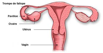 rencontre spermatozoide ovule combien temps