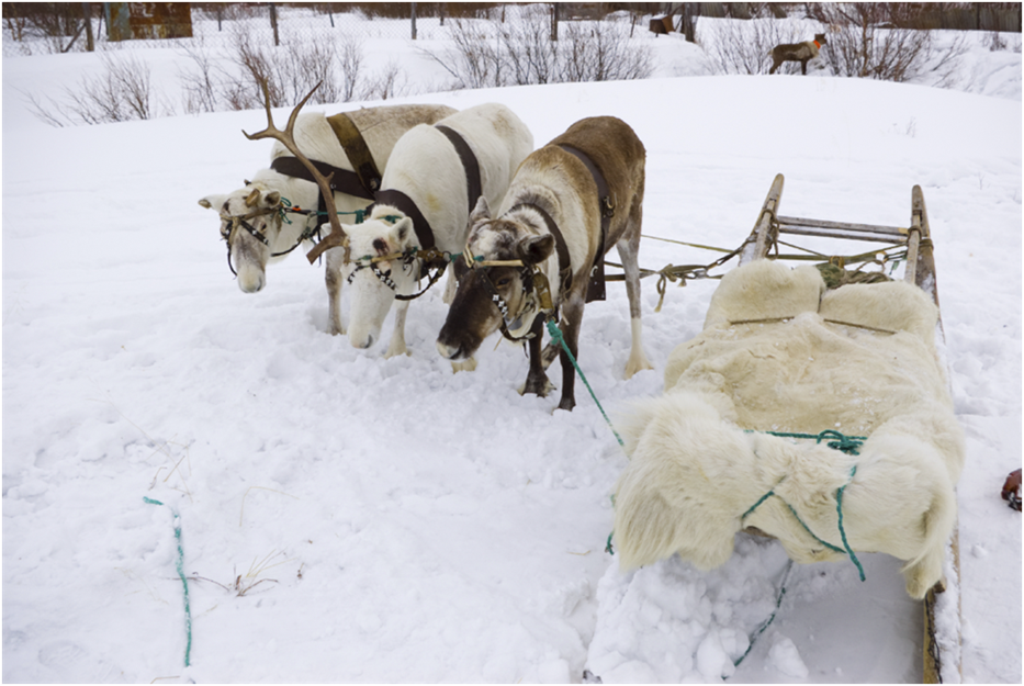 Swedish Baker Swedish Limpa (Rye Bread with Orange, Molasses, and Anise)