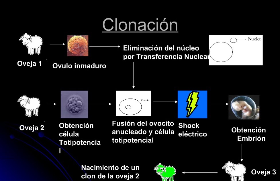 Ingeniería genética y biotecnología Clonación