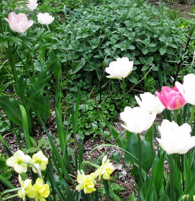 [4+fading+tulips.jpg]