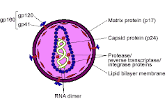 THE HIV VIRUS