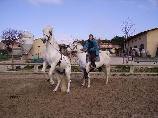 [Photo+chevaux+045ret.JPG]