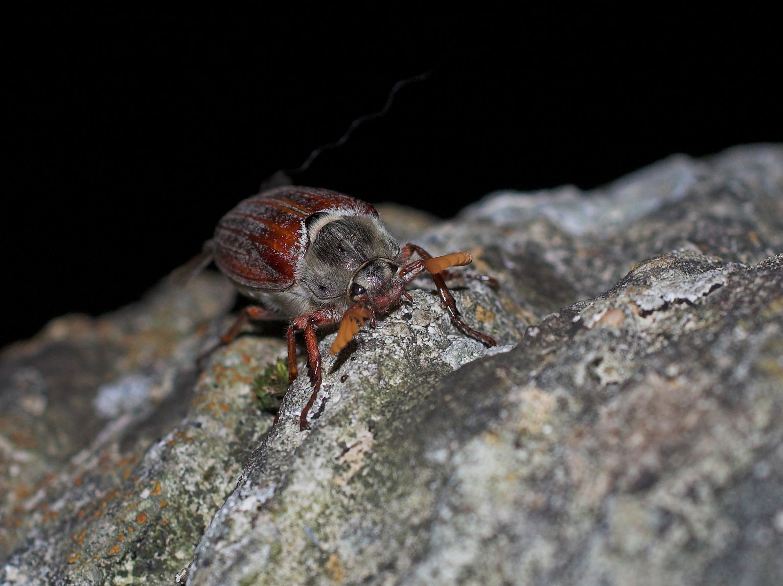 [DSC_8562_cockchafer.jpg]