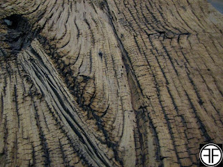 Sandblasted Wood