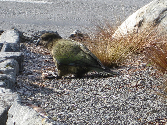 La faune des alpes : le kéa (perroquet des montagnes)