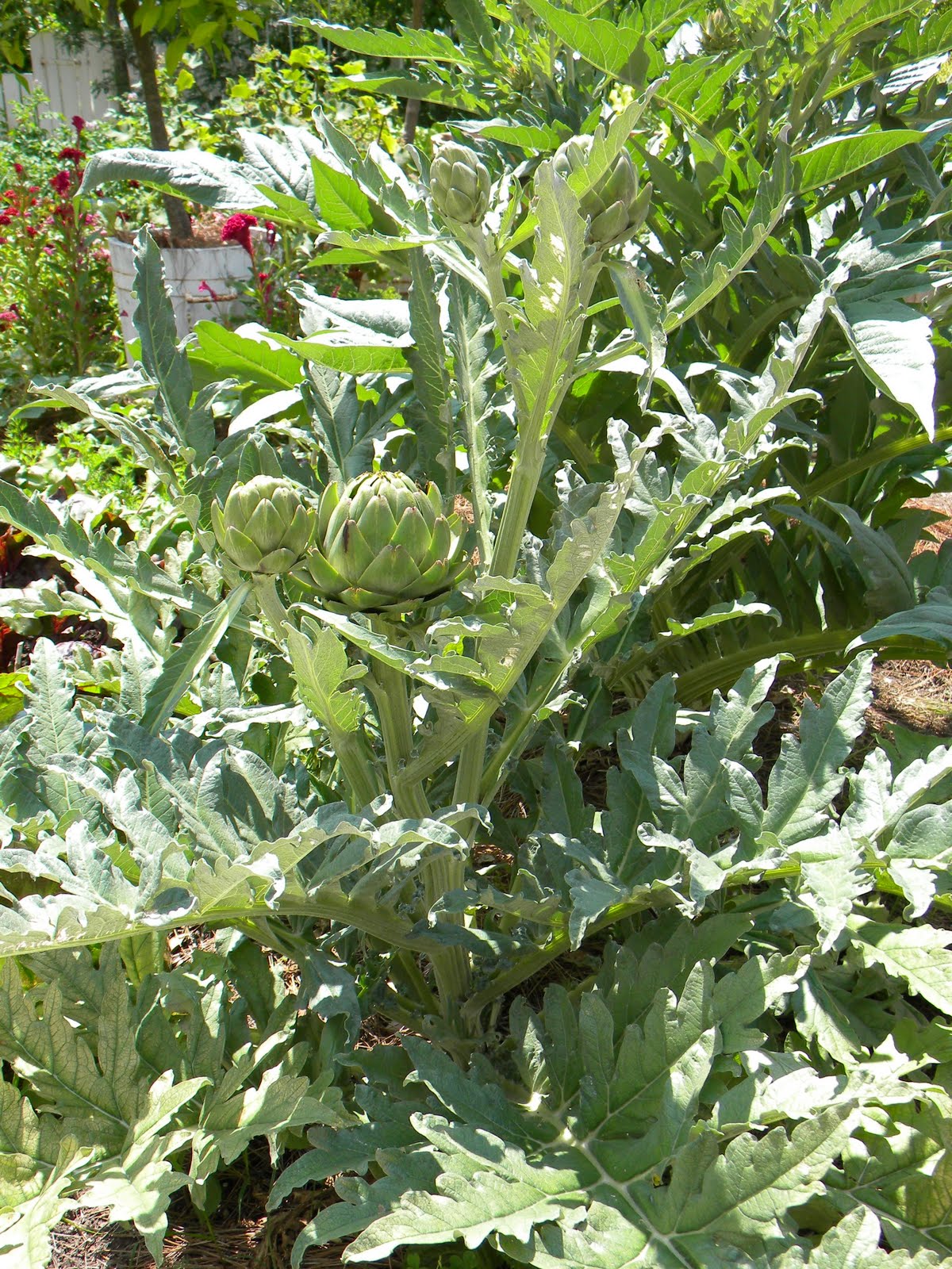 Artichoke