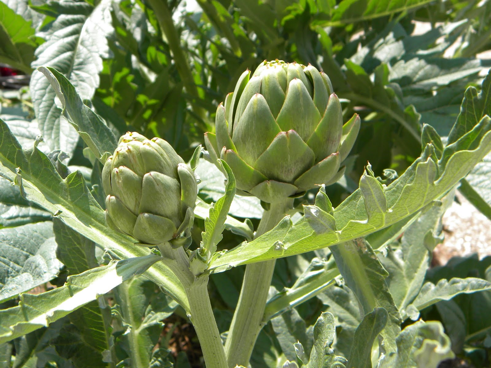 Artichoke