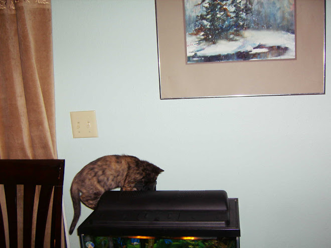 Cat is on the fish tank