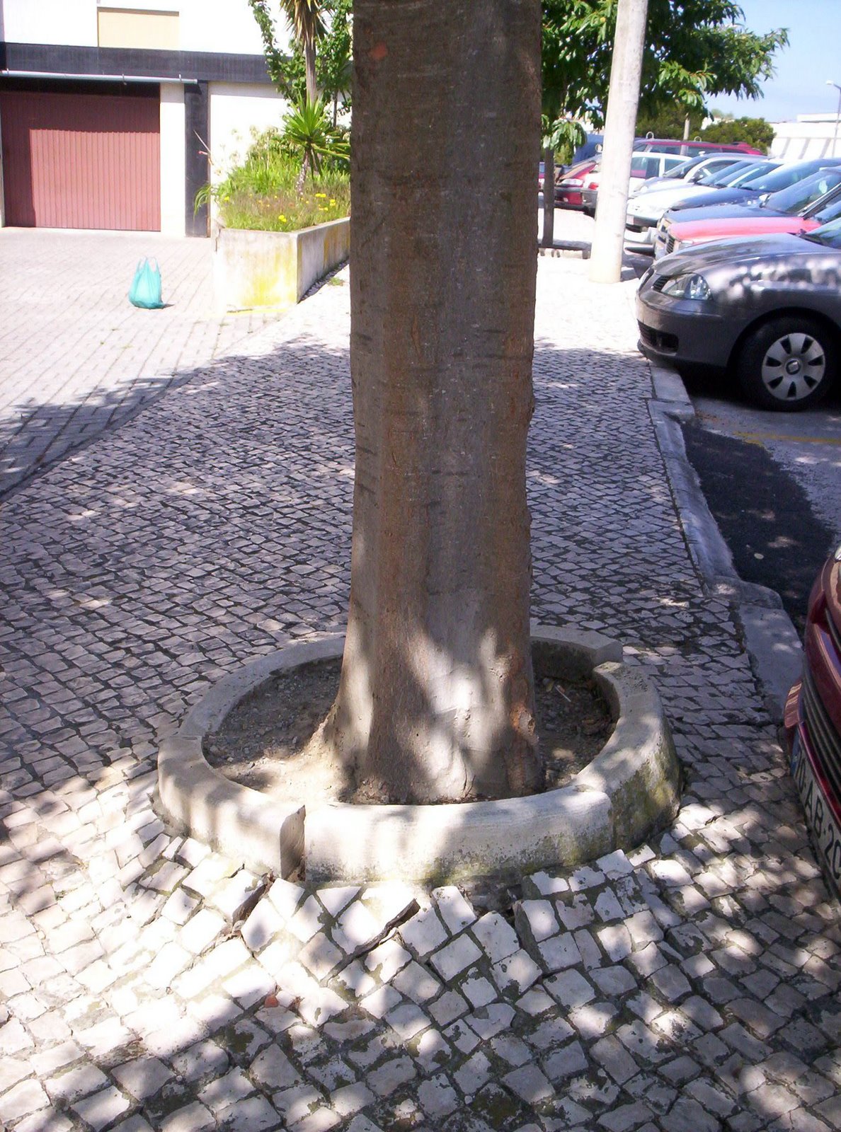 [8)R.Cal.Gulb.1.JPG]