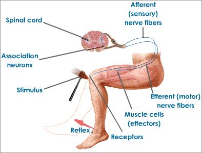 The nervous system