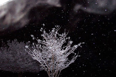 DivasoftheDirt, snow art trees