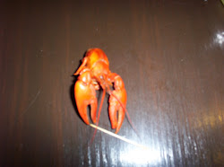 Crayfish (Crawdad)