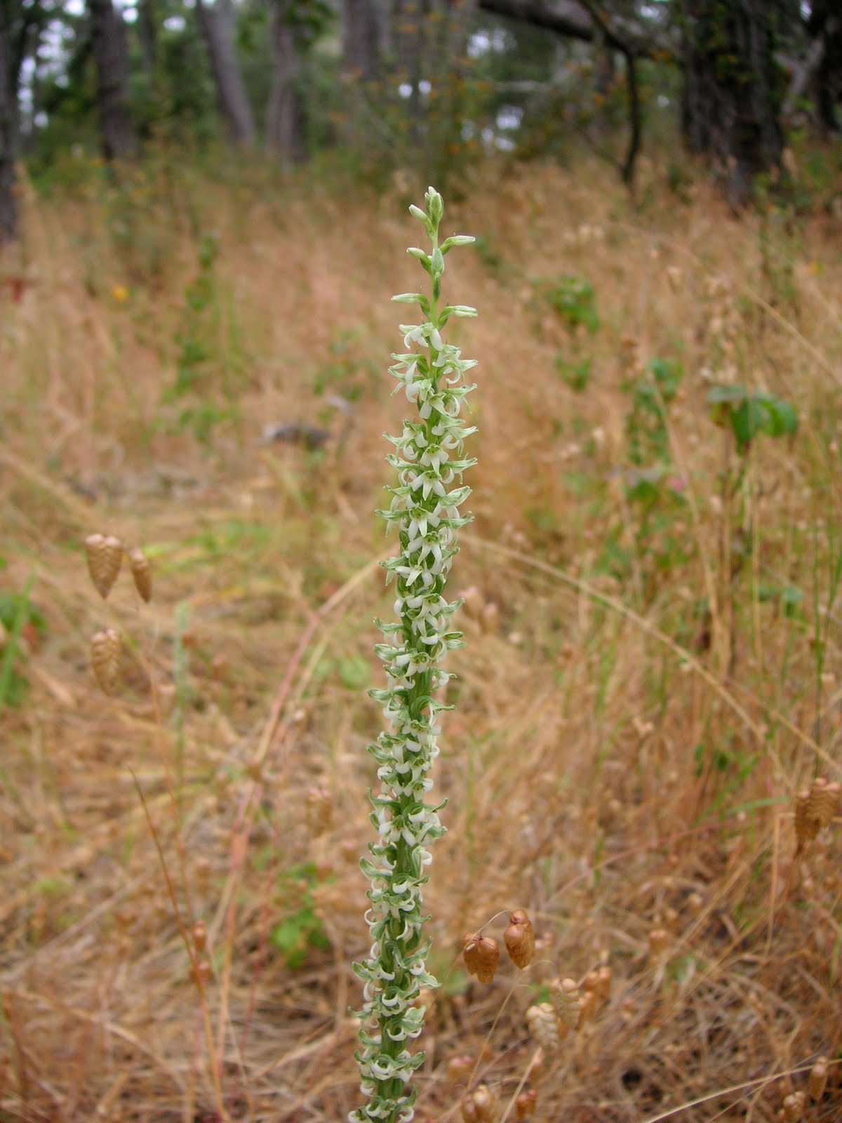 Nature ID Yadon's piperia 07/25/10 Washington Park