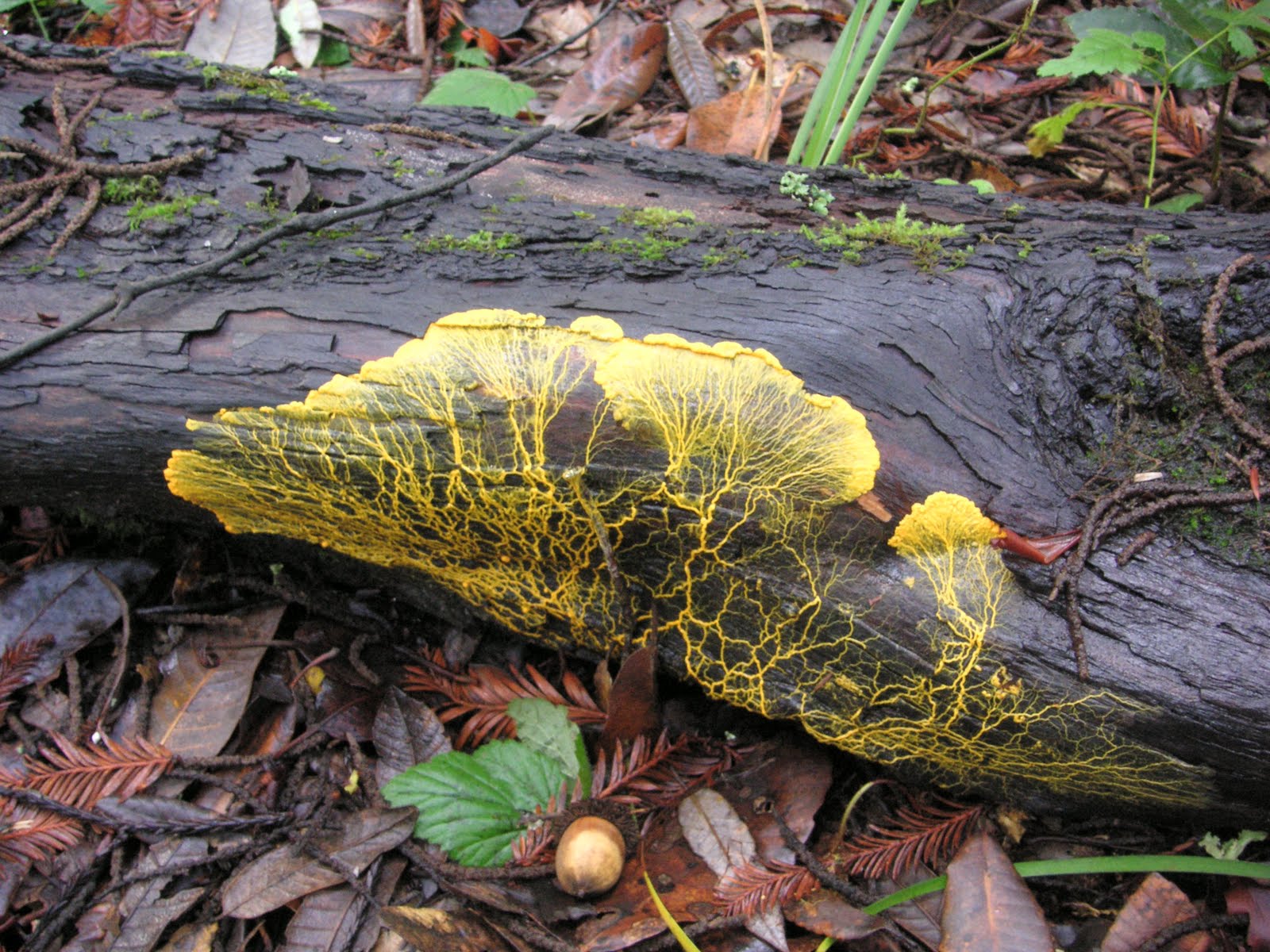 Physarum polycephalum - Wikipedia