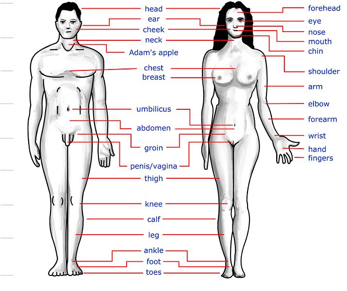 Women+body+outline