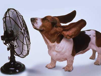   http://3.bp.blogspot.com/_6eJY6D4MU20/Sn9HqAPpM6I/AAAAAAAAA-4/hogvhUthmZM/s400/dog+days.jpg  
