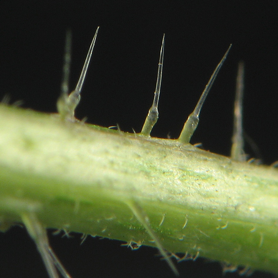 Resultado de imagen para Urtica pubescens jarabe