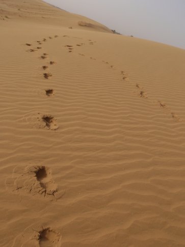 [footprints+sand.jpg]