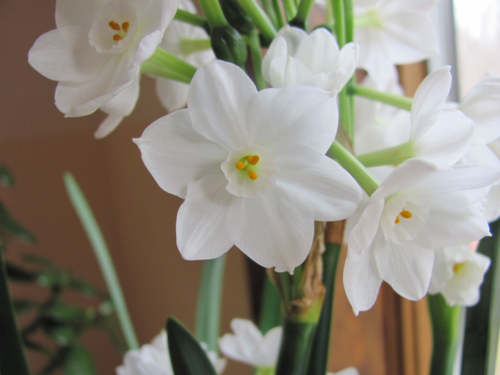 Paperwhite Narcissus Paperwhites, Narcissus, Plants