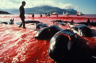 whaling sea blood