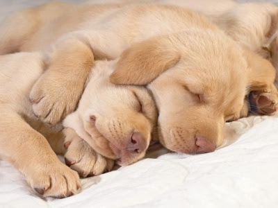 Cachorros