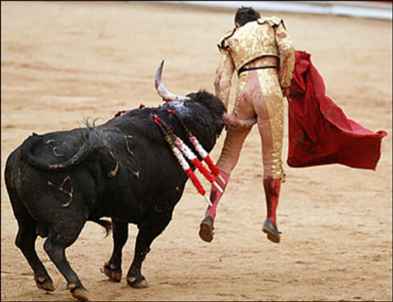 Bull