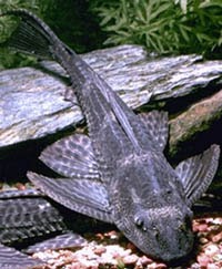 HoRn~dE'~HoRn: ikan oh ikan..