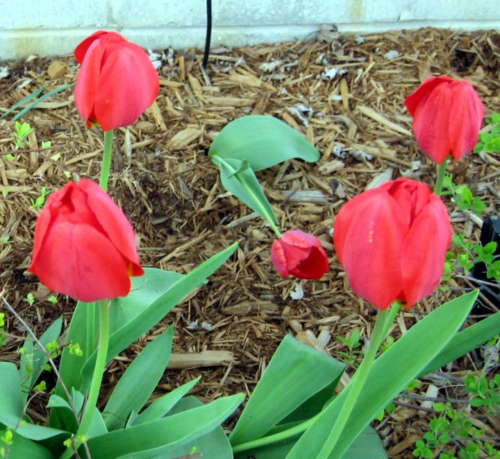 [tulips2009+2+blog.jpg]