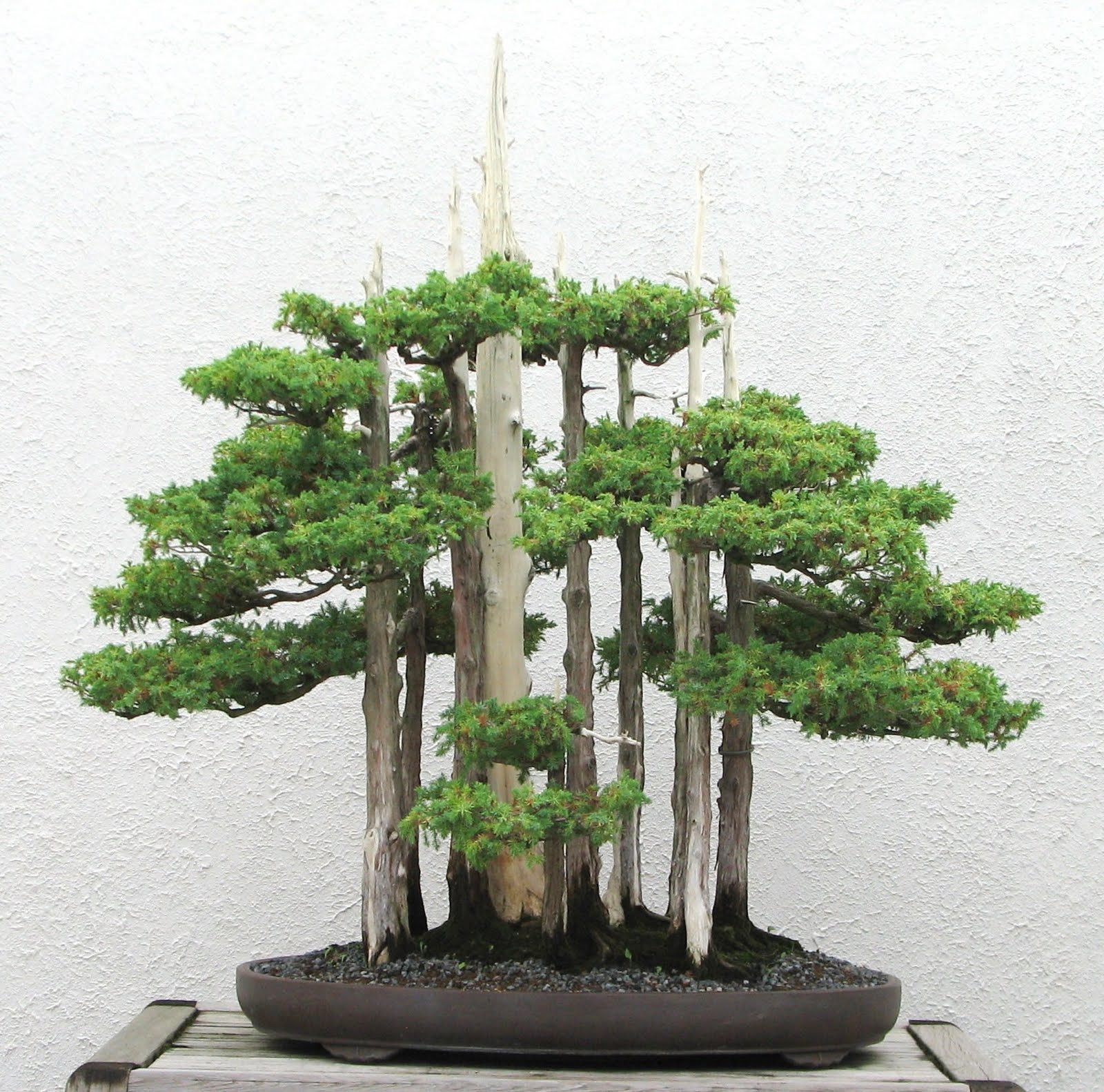 Feel Spirit L39Esprit De PhilBonsa Goshin Un Faux Air De Feel Spirit L39Esprit De PhilBonsa Goshin Un Faux Air De