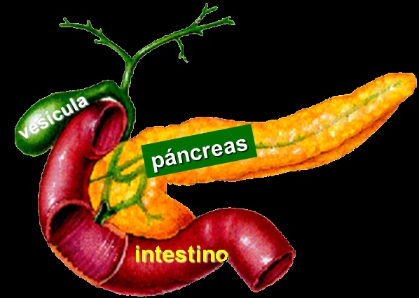 Entendiendo la Diabetes : Bloghotpoint Entendiendo la Diabetes : Bloghotpoint