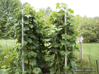 Beans Pole