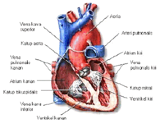 anatomi jantung