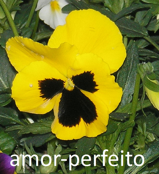 [Amor-perfeito+1.jpg]